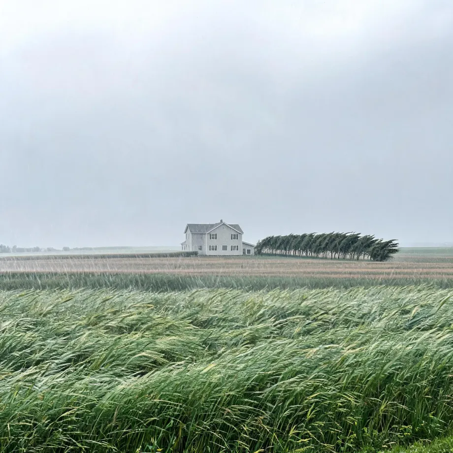A white two-story farmhouse with a row of wind-bent trees stands beside flat fields of tall green grass blown sideways under an overcast, hazy sky.