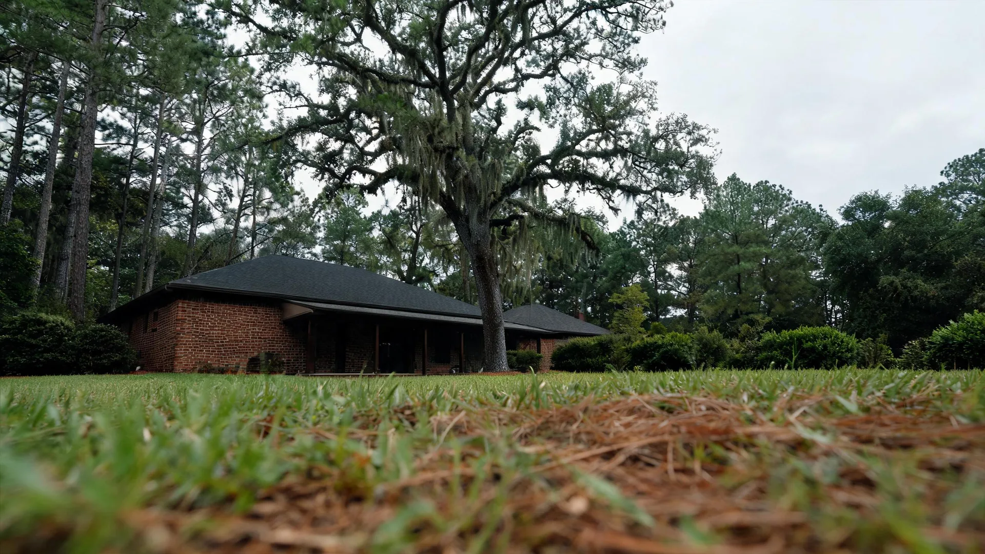 Low ground-level view across a lawn toward a single-story brick house with a dark shingled roof, framed by a large moss-draped oak and tall pine trees under an overcast sky.