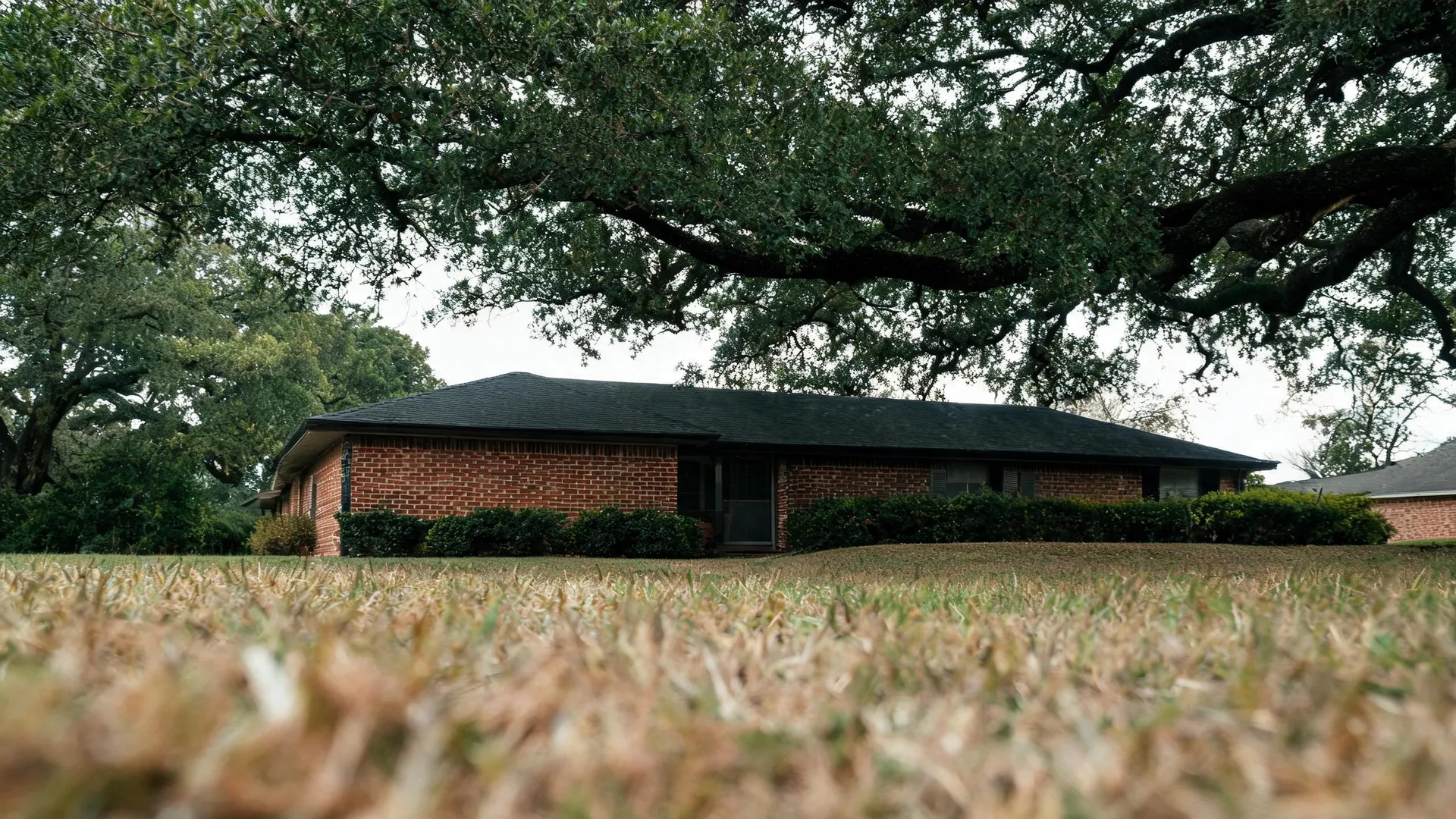 A single-story red brick house with a dark shingled roof and trimmed shrubs, photographed from ground level across a patchy lawn with a large spreading oak tree overhead.