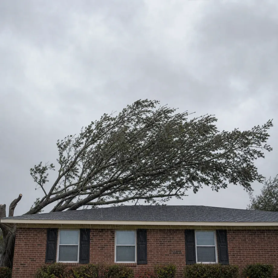 A large tree leaning over and resting against the shingled roof of a single-story brick house with three windows and black shutters, under an overcast grey sky with rain streaks.