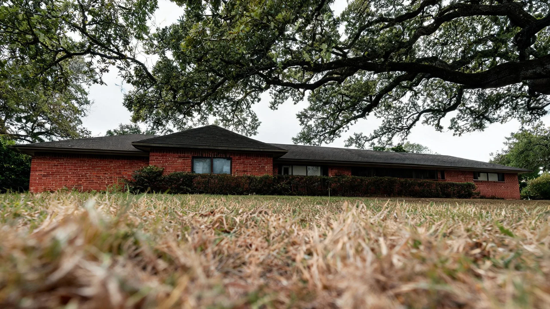 Low-angle view across a dry brown lawn toward a single-story red brick house with dark shingled roof, framed by large overhanging oak branches under an overcast sky.