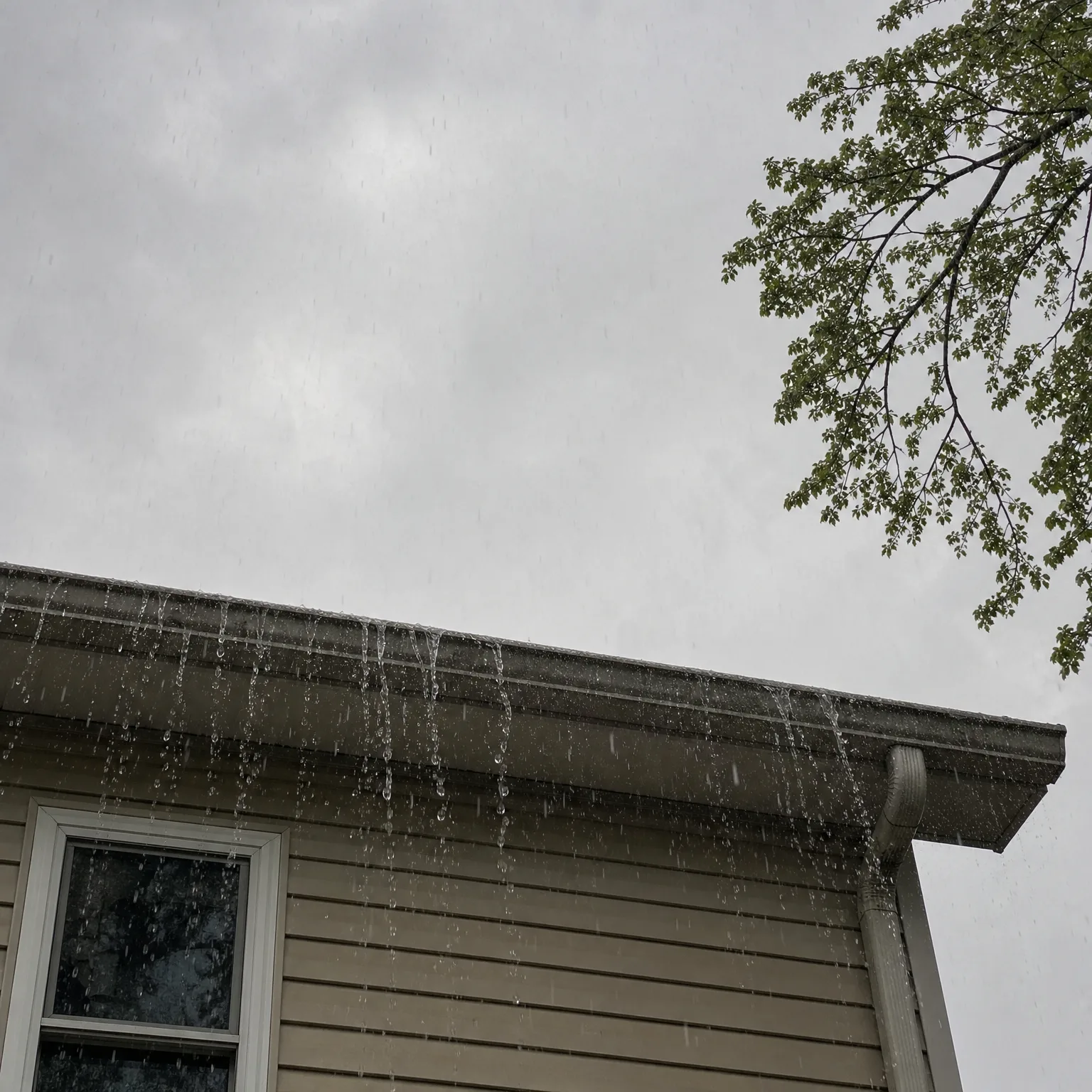 Water overflows and drips from the gutter along the roof edge of a house with beige horizontal siding and a white-framed window, under an overcast sky with a leafy tree branch at upper right.