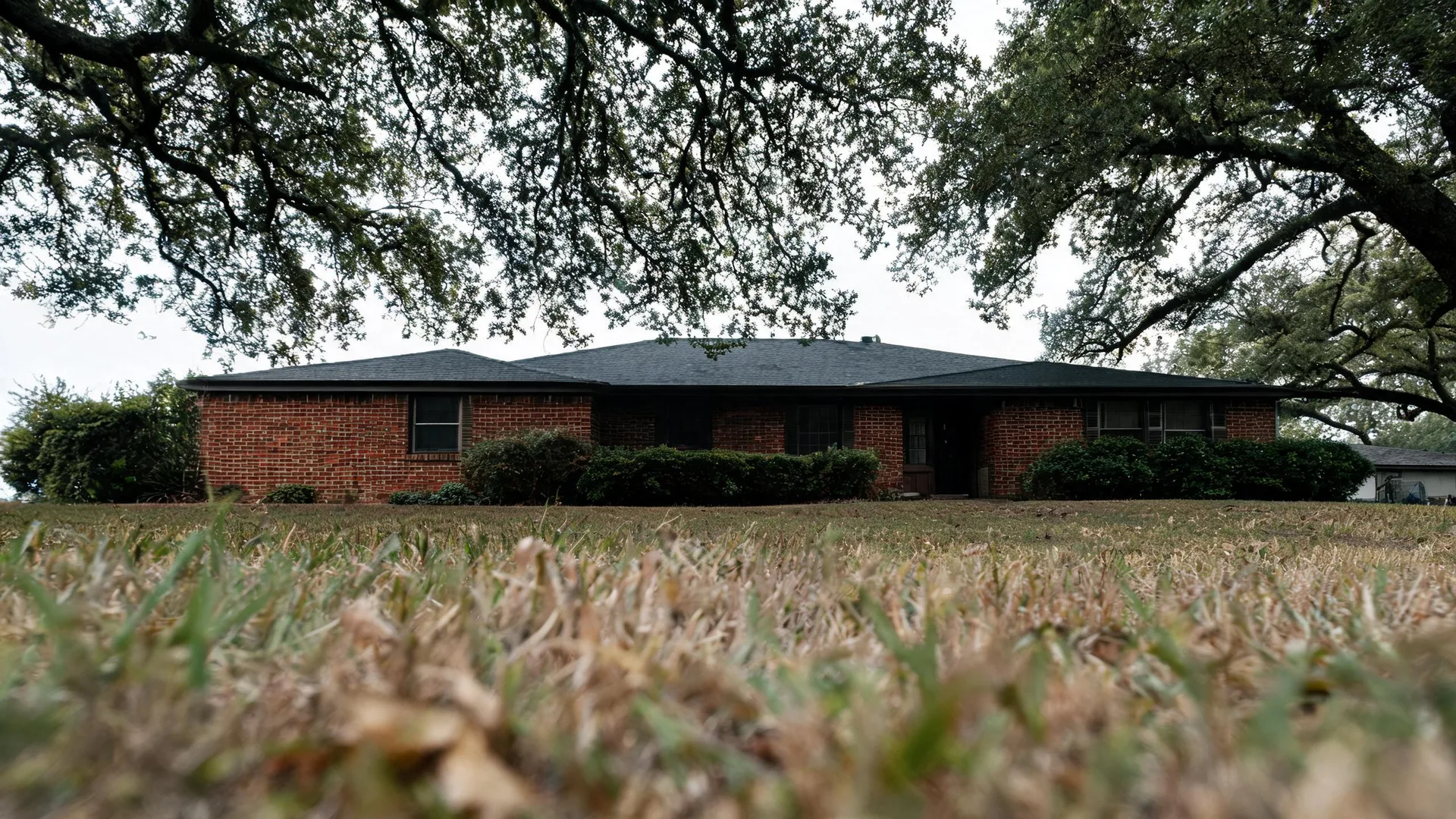 A single-story brick ranch house with a dark shingled roof and trimmed shrubs, photographed from ground level across a dry lawn with a large oak tree overhanging from above.
