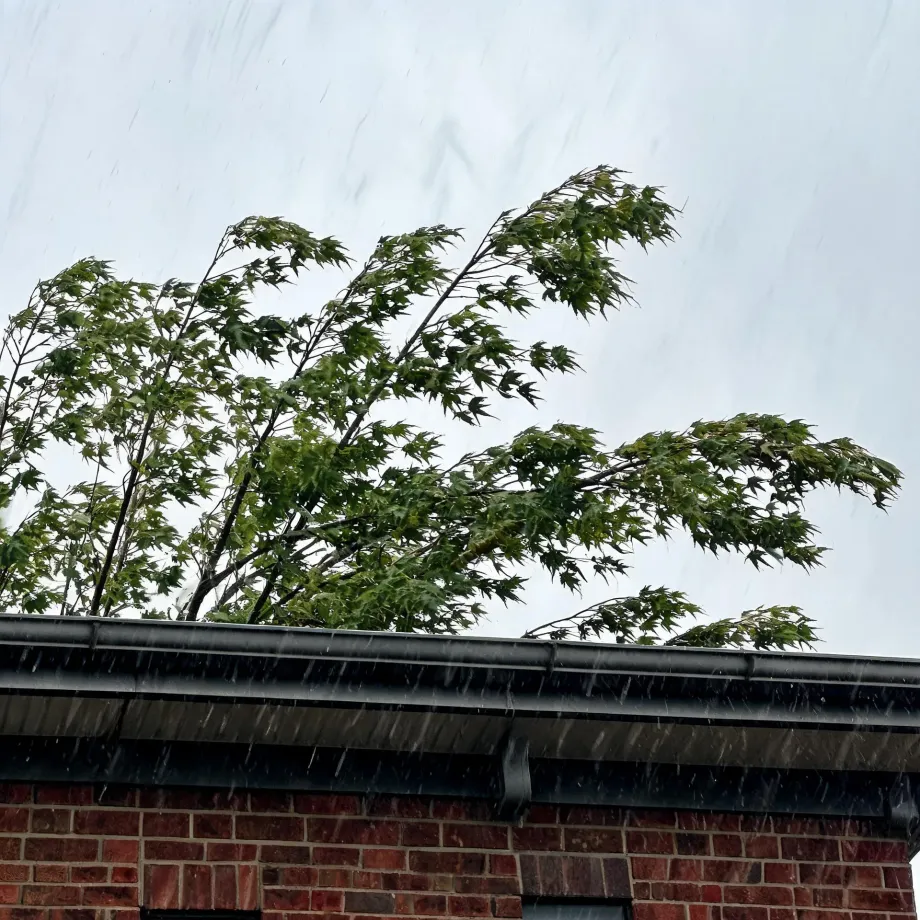 Rain falls past the roofline and gutter of a red brick building, with a green-leaved tree bending in the wind against an overcast white sky.