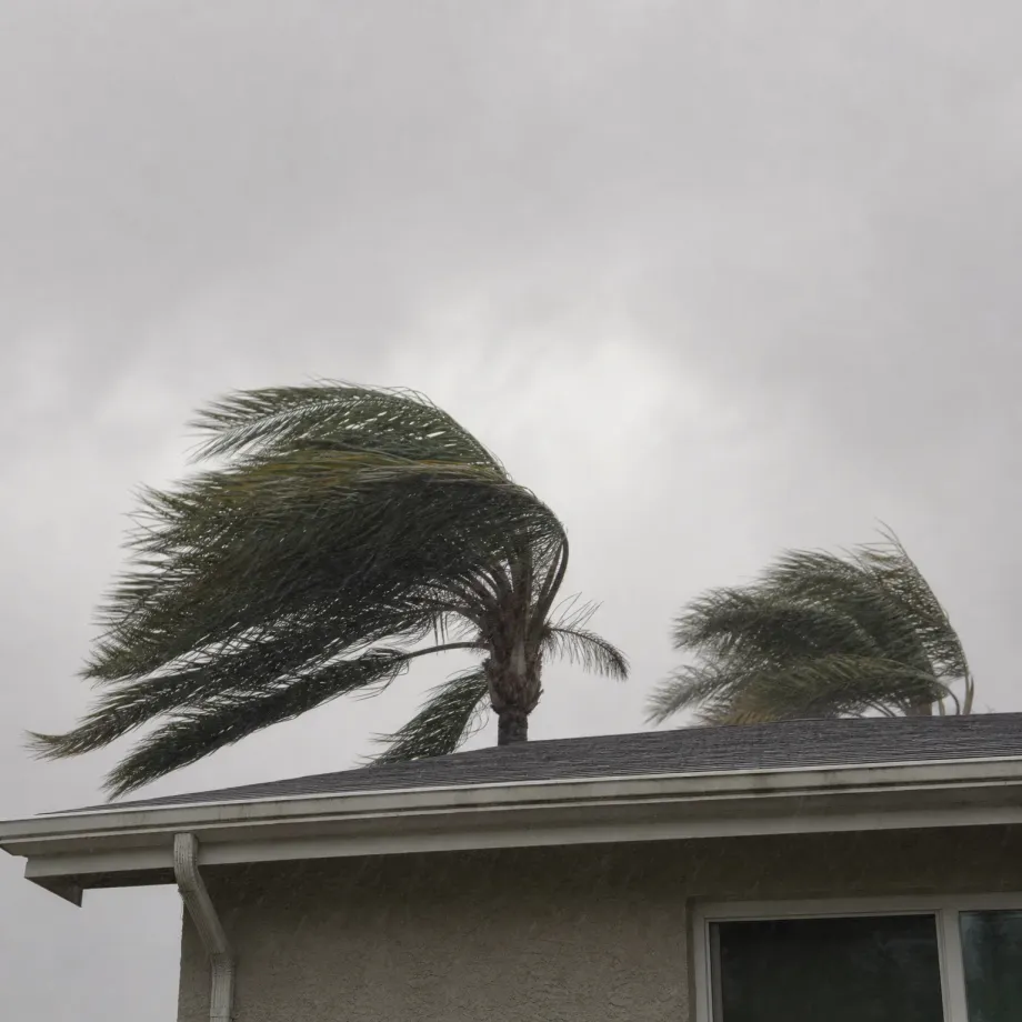 Palm fronds bent sideways by strong wind above the shingled roof and stucco wall of a single-story house under an overcast gray sky.