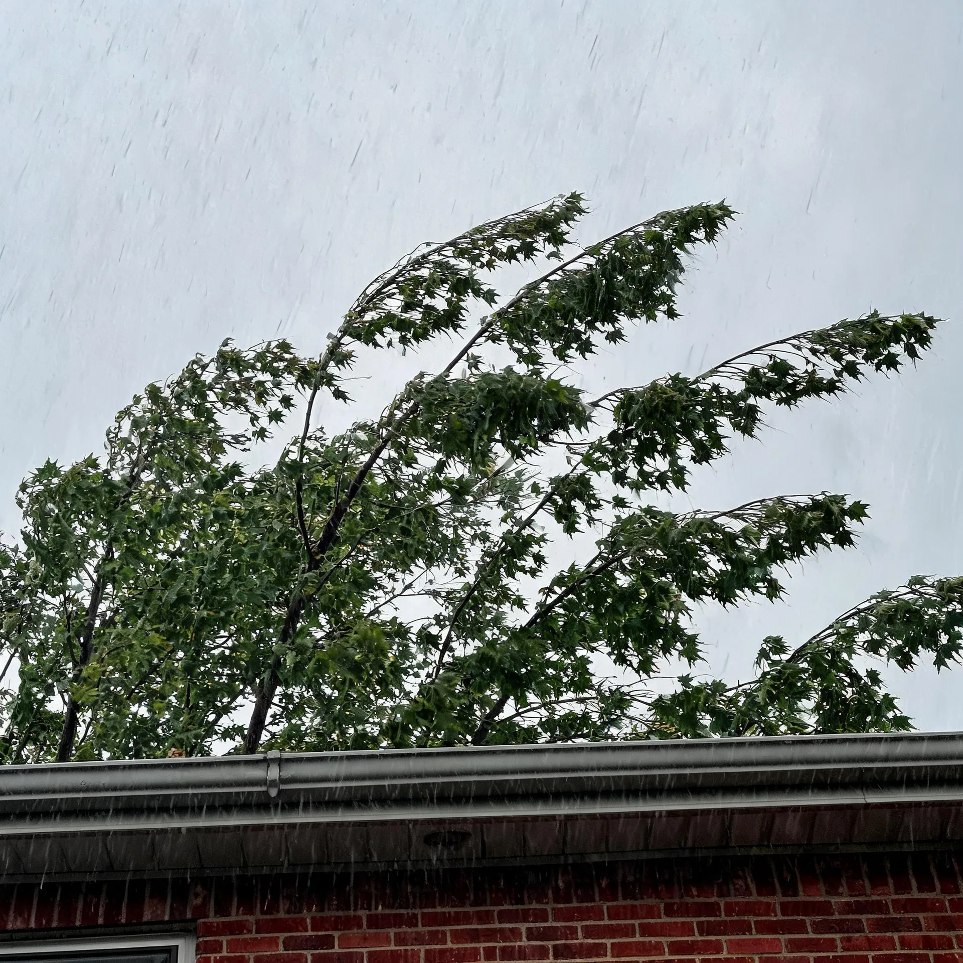 Heavy rain streaks fall past wind-blown green tree branches above the gutter and roofline of a red brick building under an overcast sky.
