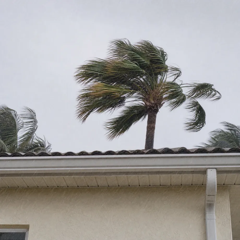 Wind-blown palm trees behind the tile roofline and white gutter of a stucco building under a pale overcast sky with visible rain streaks.
