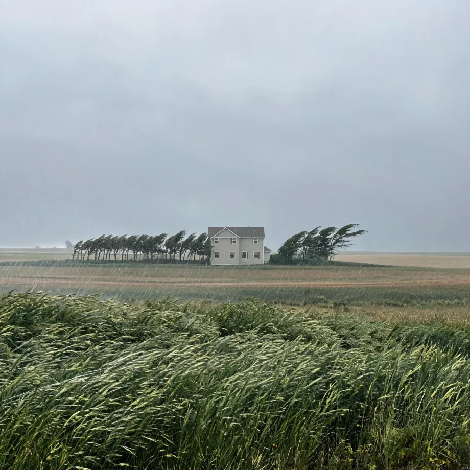 A white two-story house with a row of wind-bent trees stands in flat open fields under a gray sky, with tall grasses in the foreground blown sideways during rain.