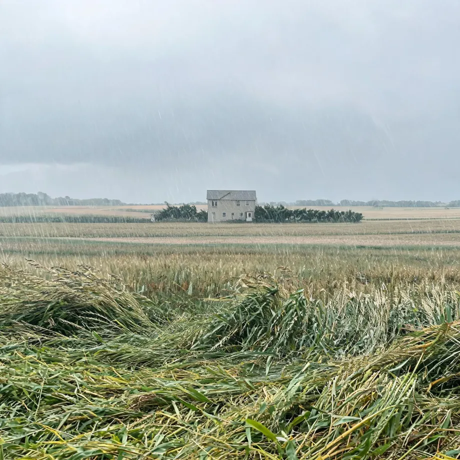A two-story light-colored farmhouse with a row of trees behind it stands across flat fields under a gray, rainy sky, with flattened wind-blown crop stalks filling the foreground.