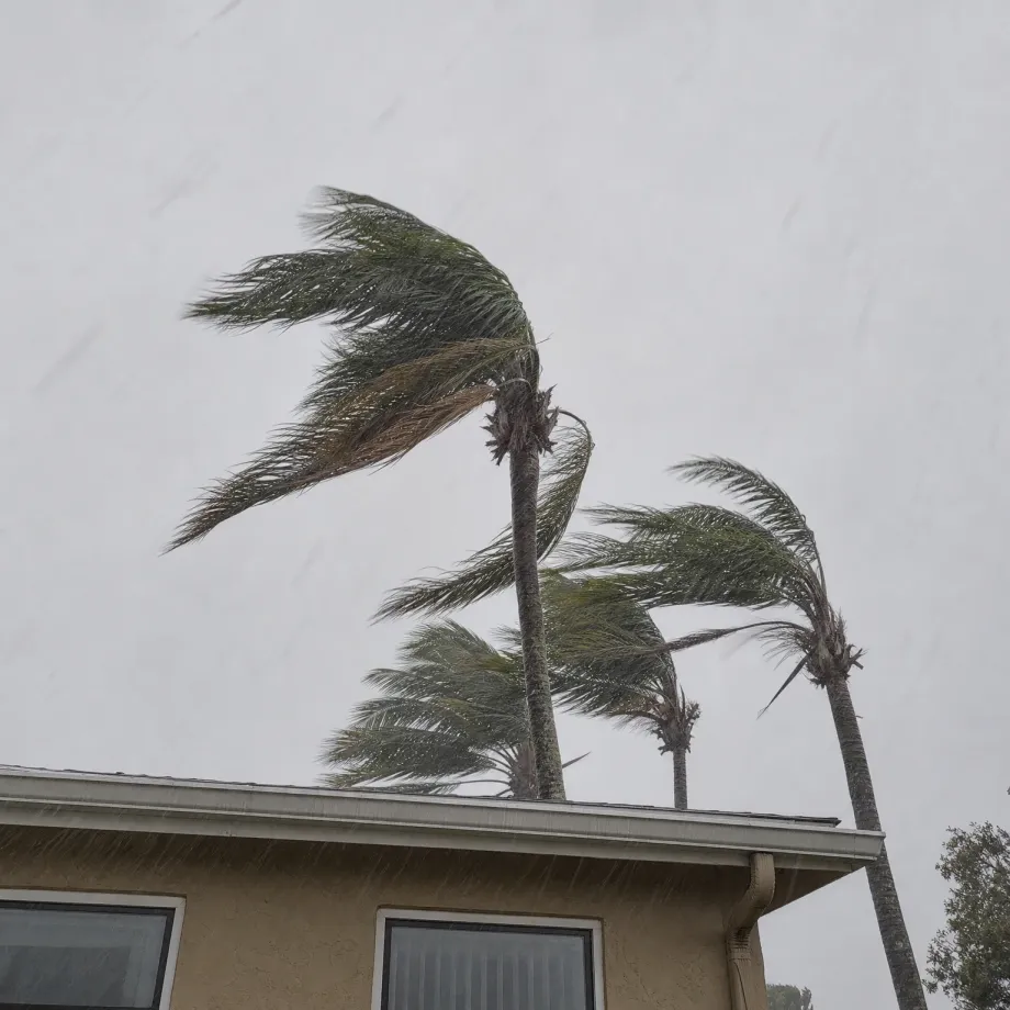 Palm trees bending in strong wind and rain against a pale gray sky above the roofline and stucco wall of a single-story house.