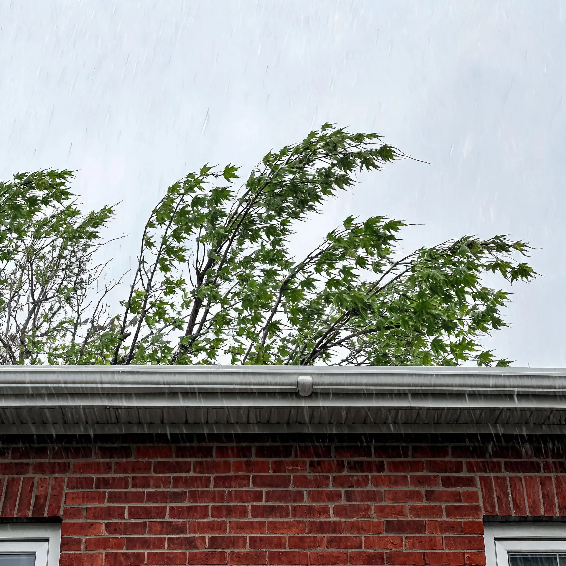 Heavy rain falls past the roofline and gutter of a red brick house, with wind-blown green maple branches behind it against an overcast sky.