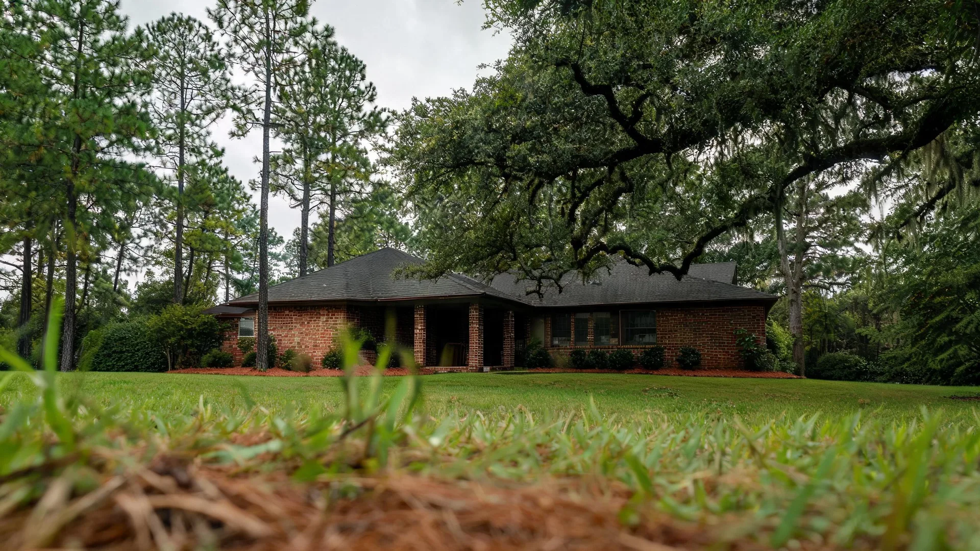 A single-story brick house with a dark shingled roof set behind a lawn, framed by pine trees and a large spreading oak, photographed from a low angle with blurred grass in the foreground.