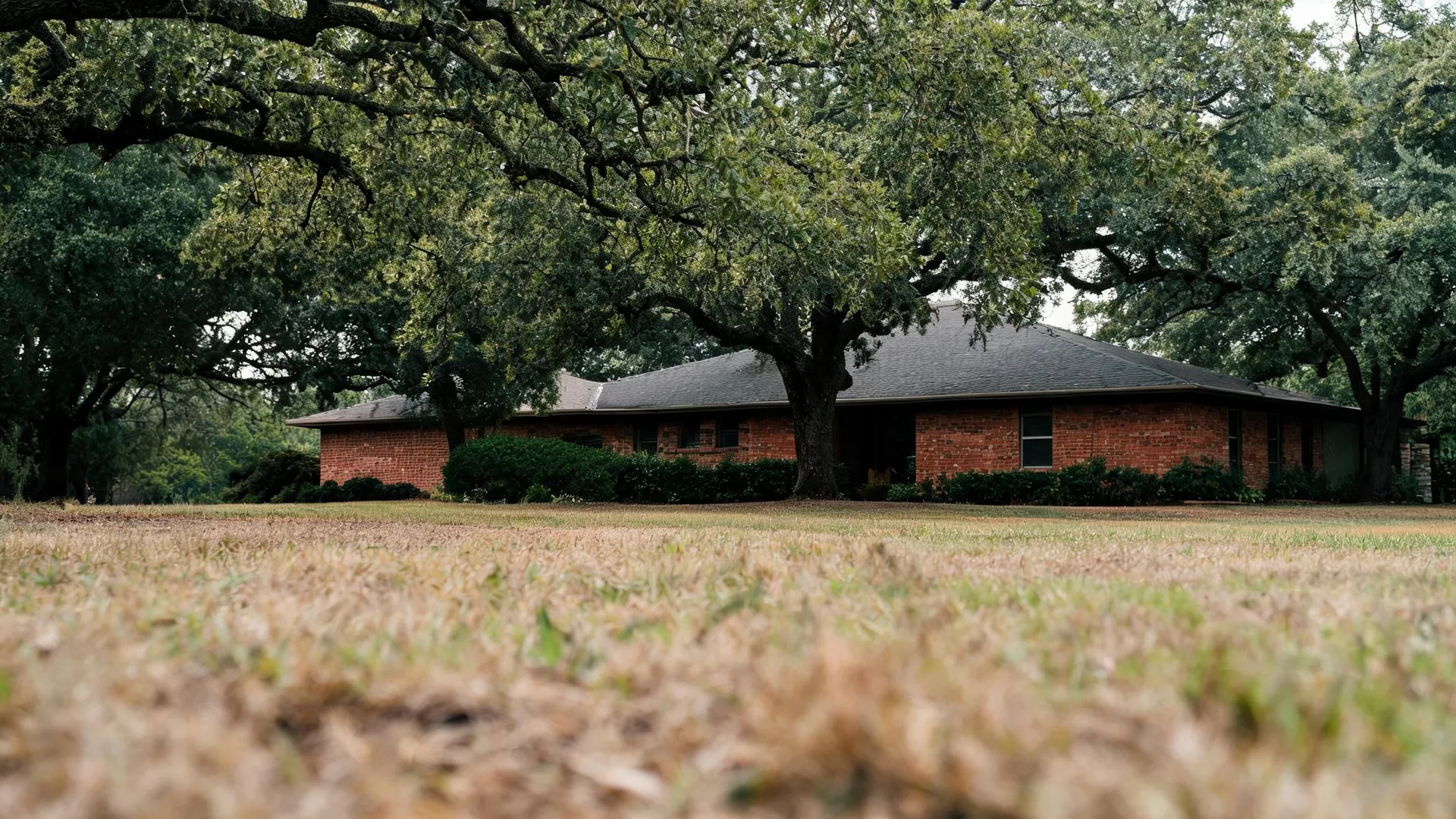 A single-story red brick house with a dark shingled roof set among large spreading oak trees, photographed from ground level across a dry, patchy lawn.