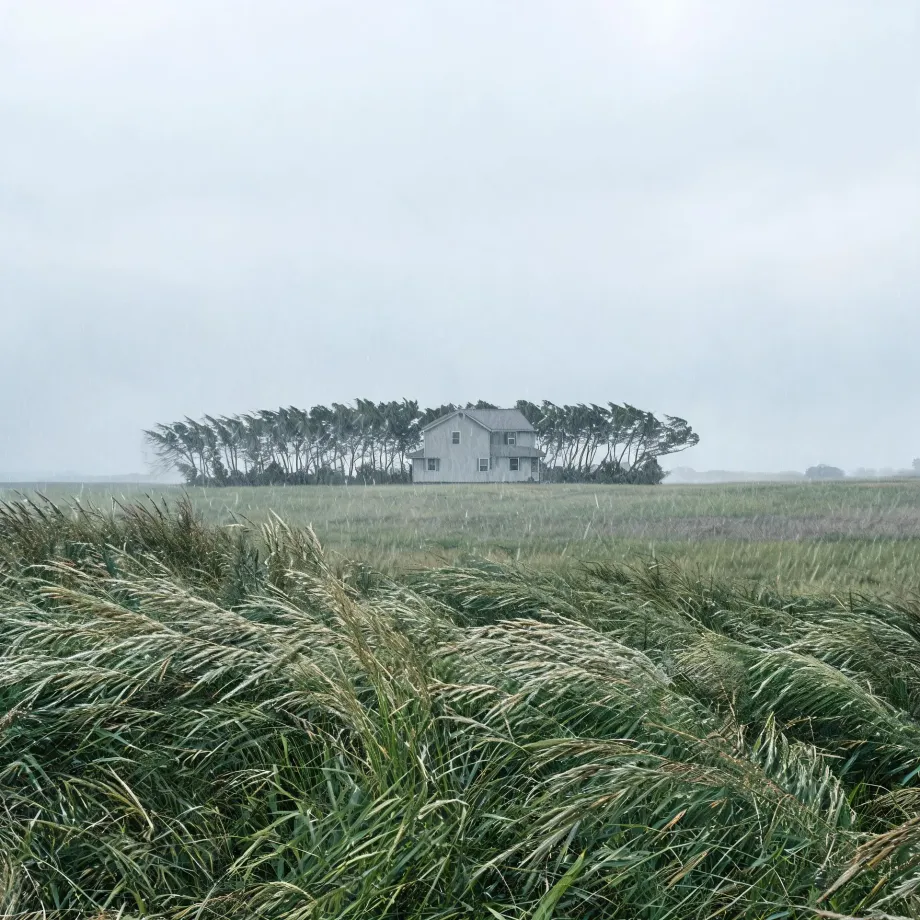 A two-story white house stands among a wind-bent row of trees beyond a wide field of tall grass blown sideways under an overcast, rainy sky.