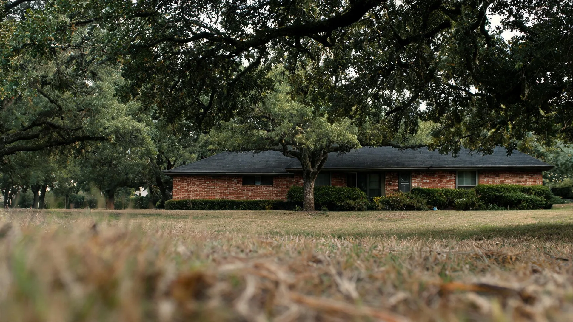 A single-story brick house with a dark shingled roof sits behind trimmed shrubs, framed by large overhanging oak branches, with a dry grass lawn blurred in the foreground.