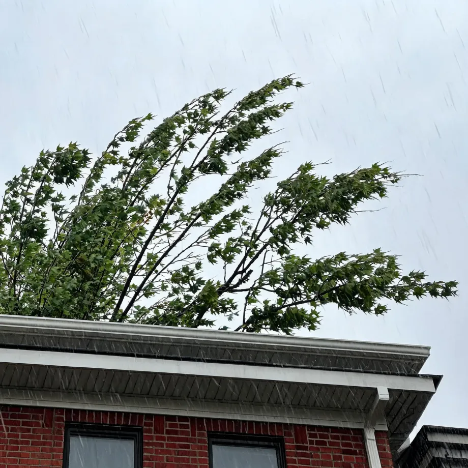 A wind-blown deciduous tree with green leaves above the roofline of a red brick building with white gutter and cornice, seen against a pale grey sky with visible falling rain.