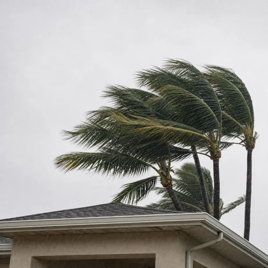 Palm trees bending in wind and rain against a pale grey sky above the shingled roof and stucco wall of a single-story building with a gutter and downspout.