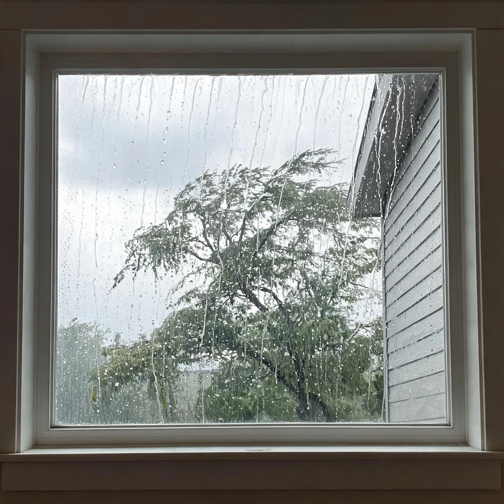 View through a rain-streaked window with white trim looking out at a wind-blown leafy tree under an overcast sky, with a neighboring building's horizontal siding and roof edge at the right.