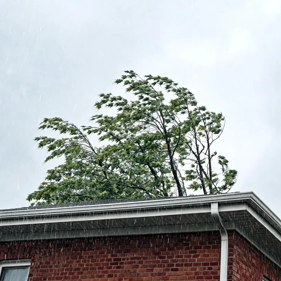 Wind-blown green tree above the shingled roof and white gutter of a brick house, with rain streaks against an overcast grey sky.