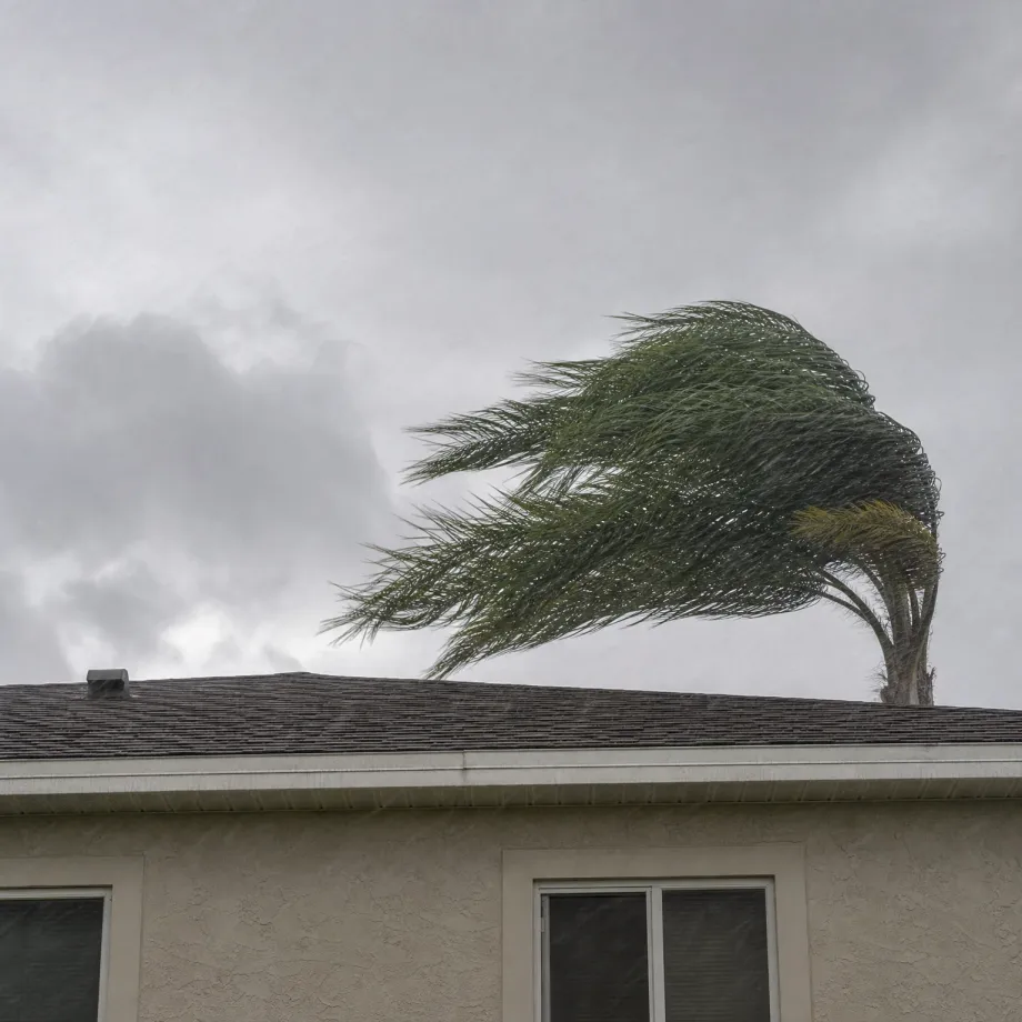 A palm tree with fronds blown sideways rises behind the shingled roof and stucco upper wall of a single-story house under an overcast gray sky.