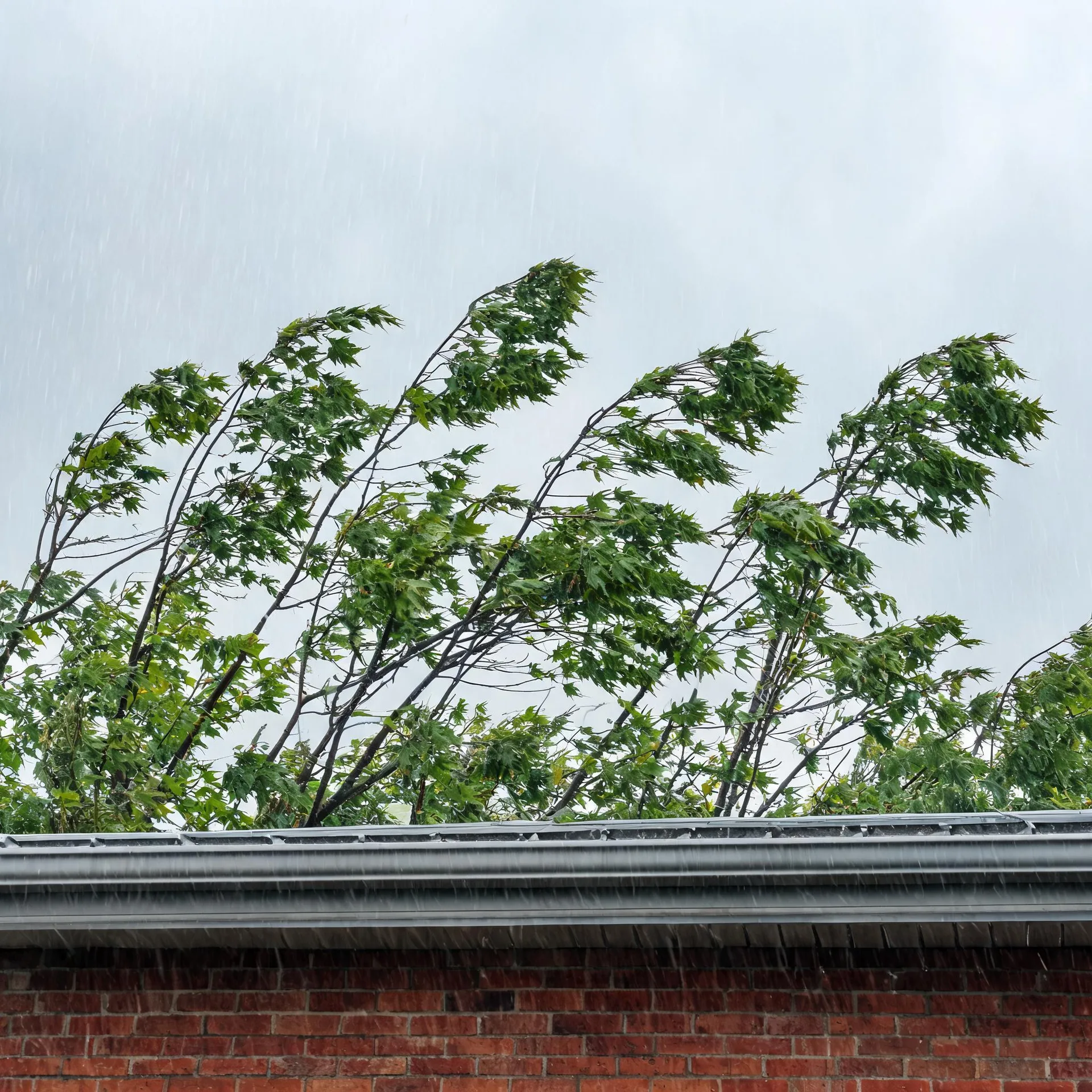 Rain falls past green maple branches bent by wind above the metal gutter and roof edge of a red brick building under an overcast sky.