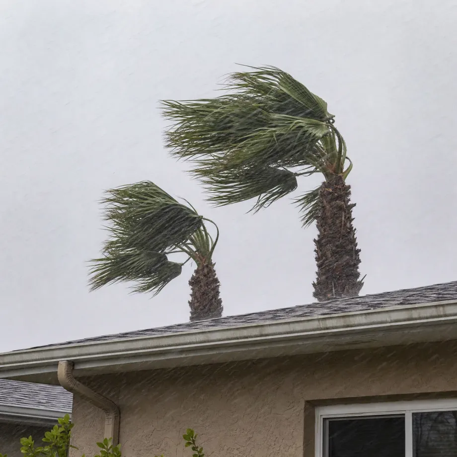 Two palm trees with fronds blown sideways in wind and rain above the shingled roof and stucco wall of a single-story house under an overcast white sky.
