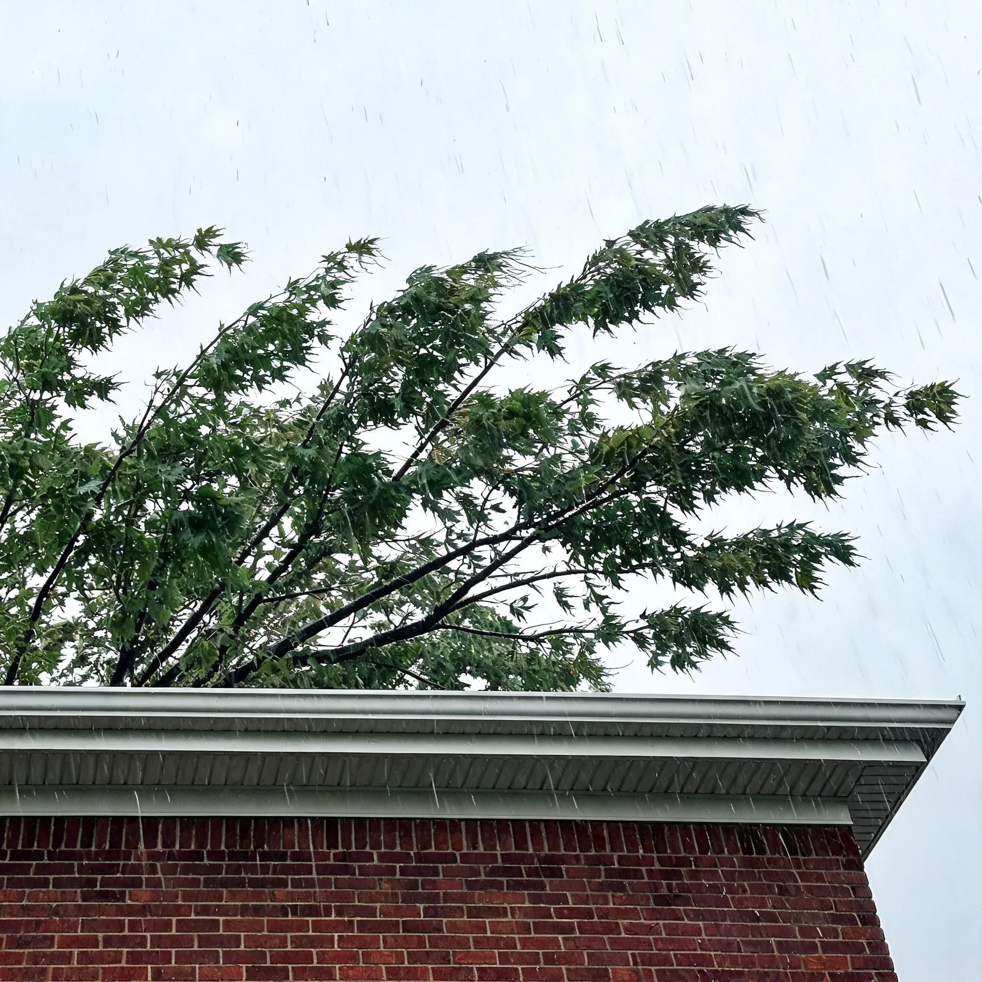 Corner of a red brick building with a white gutter and soffit seen from below, with wind-blown green tree branches behind it and rain streaks against an overcast sky.