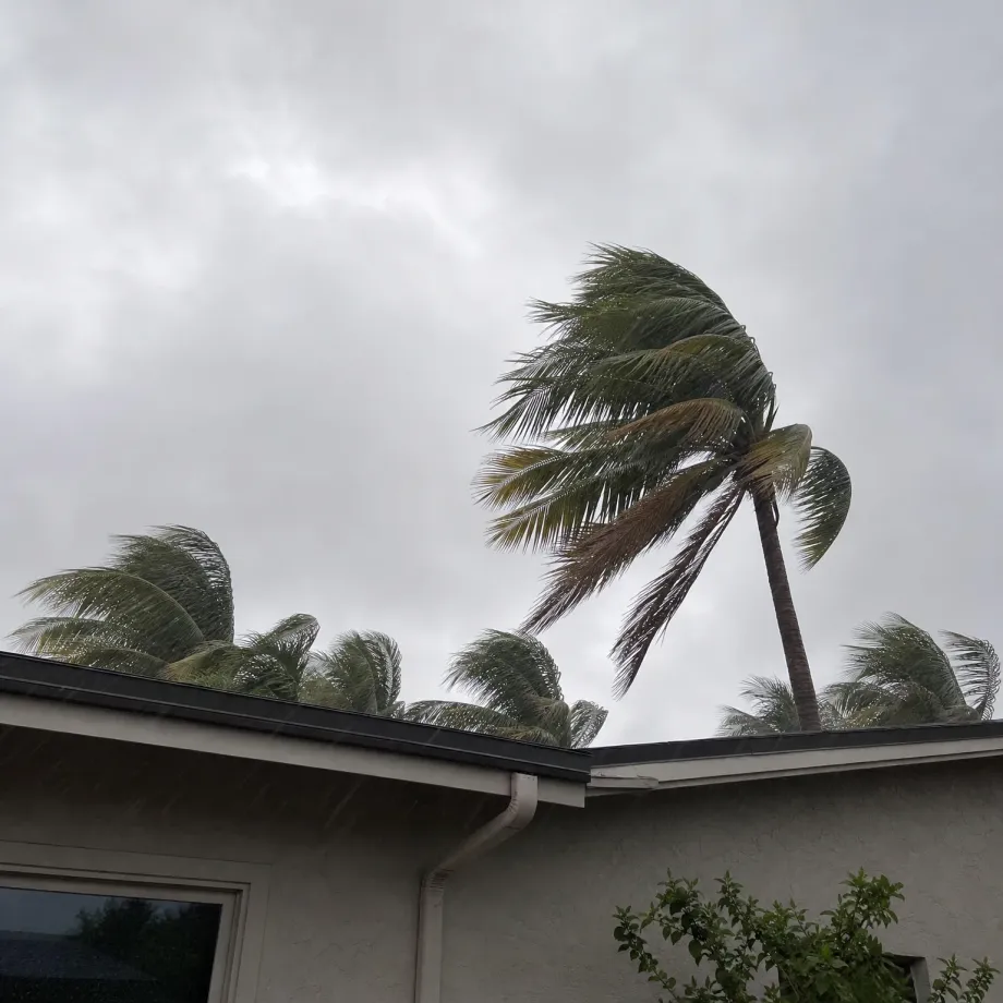 Palm trees bending in wind under a grey overcast sky above the roof edge and gutter downspout of a single-story stucco house, with a shrub at lower right.