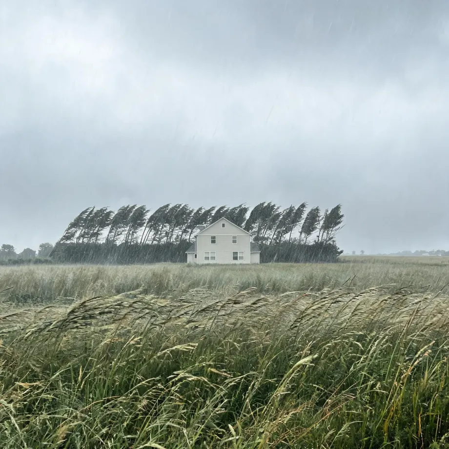 A white two-story house stands behind a windswept row of leaning trees, with tall grasses bending in the foreground under a gray, rainy sky.