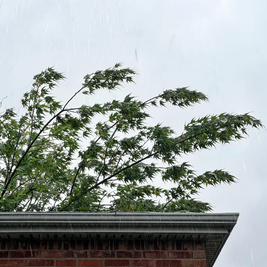 Rain falls past a leafy maple tree bending in wind above the gutter and roof edge of a red brick building under an overcast white sky.